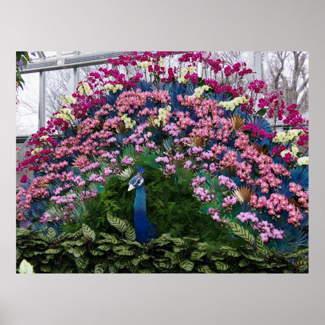 Orchid Peacock Poster (Front)