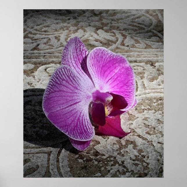 Orchid Phalae Graphic Print -20x24 -or smaller (Front)