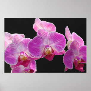 Orchid Phalaenopsis Cluster Poster -36x24