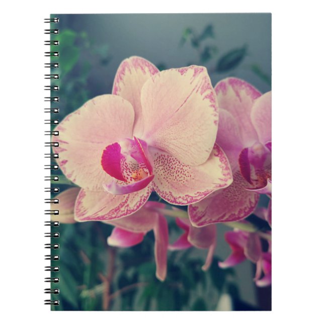 Orchid phalaenopsis ppolka dot pink flowers floral notebook (Front)