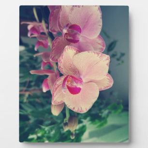 Orchid phalaenopsis ppolka dot pink flowers floral plaque