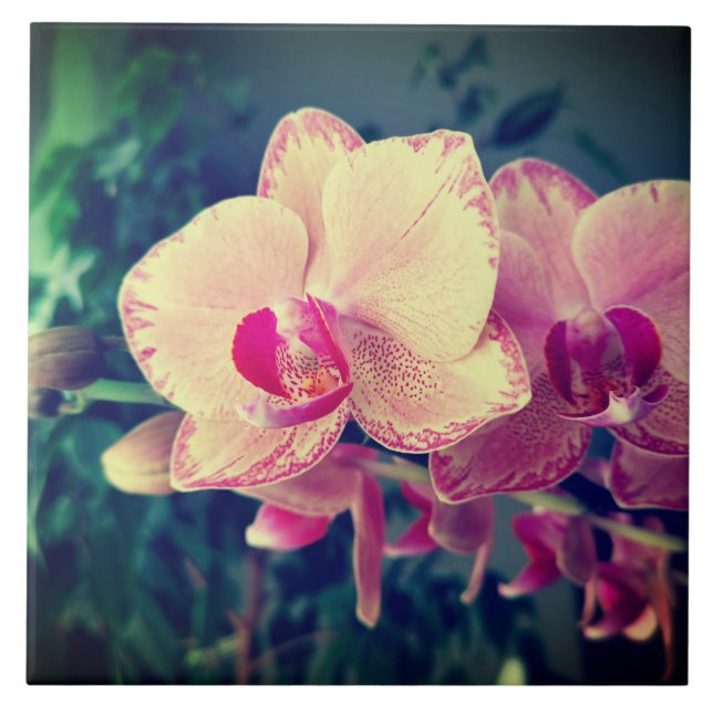 Orchid phalaenopsis ppolka dot pink flowers floral tile (Front)