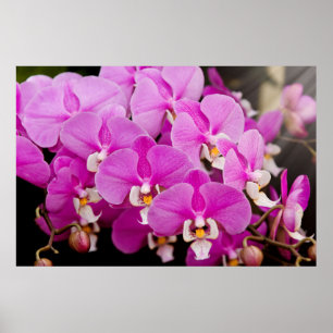 Orchid - Phalaenopsis - Tickled pink Poster