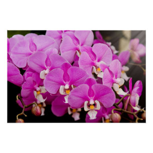 Orchid - Phalaenopsis - Tickled pink Poster