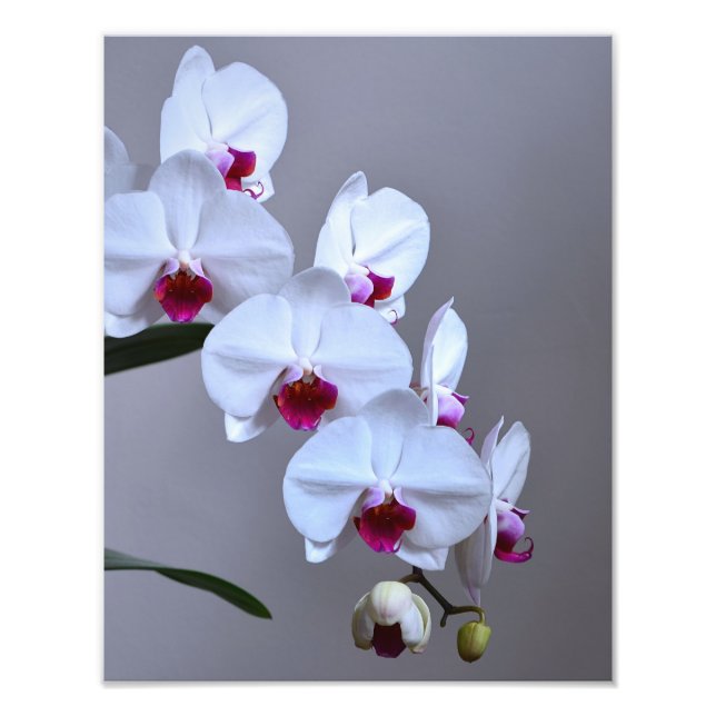 Orchid Photo Print (Front)