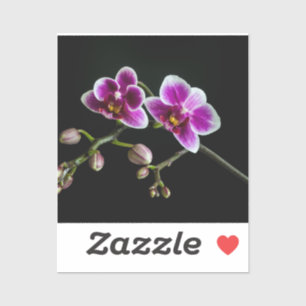 Orchid pink white colour on black pale gentle 