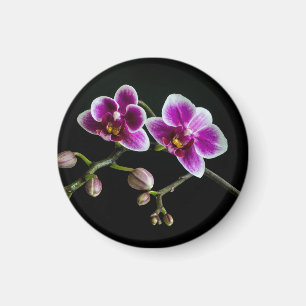 Orchid pink white colour on black pale gentle  magnet