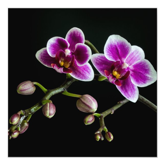 Orchid pink white colour on black pale gentle  photo print (Front)