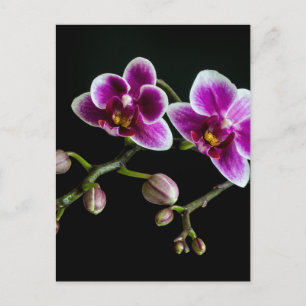 Orchid pink white colour on black pale gentle postcard