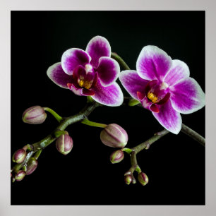 Orchid pink white colour on black pale gentle poster