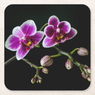 Orchid pink white colour on black pale gentle square paper coaster