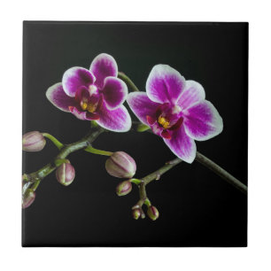 Orchid pink white colour on black pale gentle tile