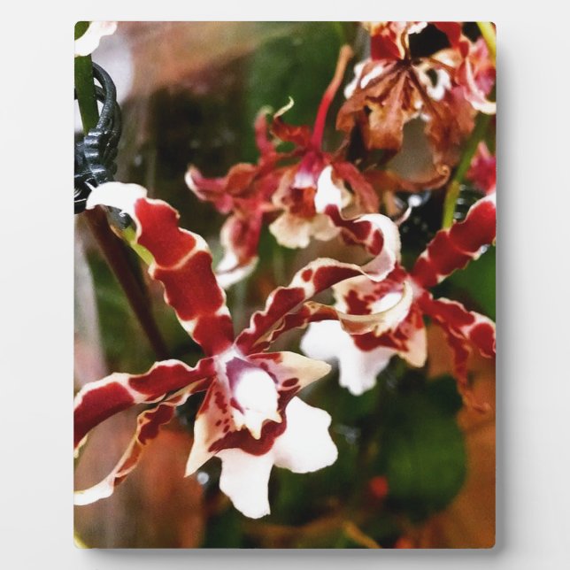 Orchid Plaque (Front)