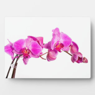 Orchid Plaque