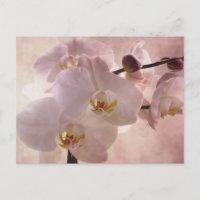 Orchid Postacrd