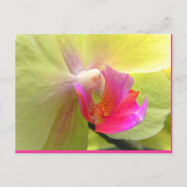 Orchid Postcard (Front)