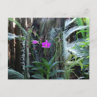 Orchid Postcard