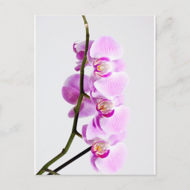 orchid postcard (Front)