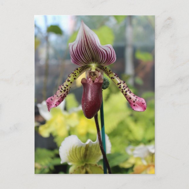 Orchid Postcard (Front)