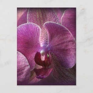 Orchid Postcard