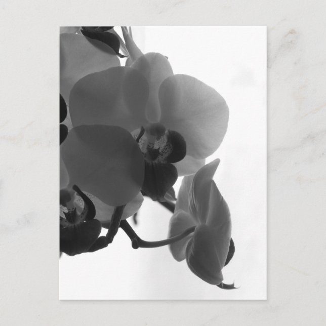 Orchid Postcard (Front)
