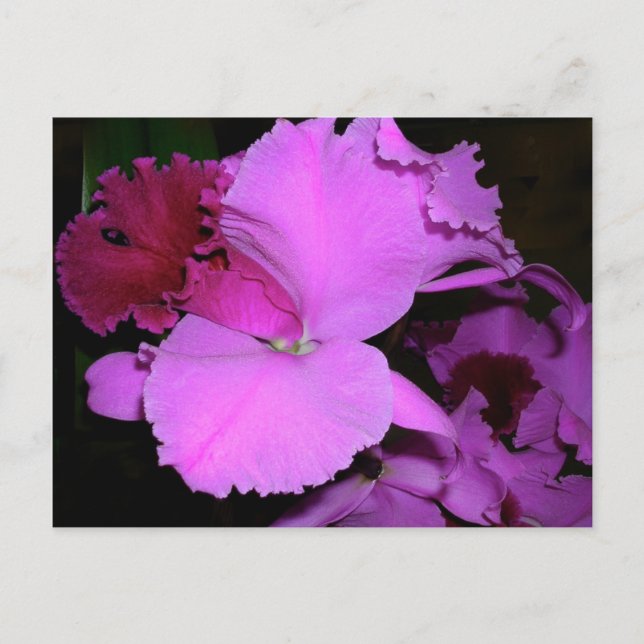 Orchid Postcard (Front)