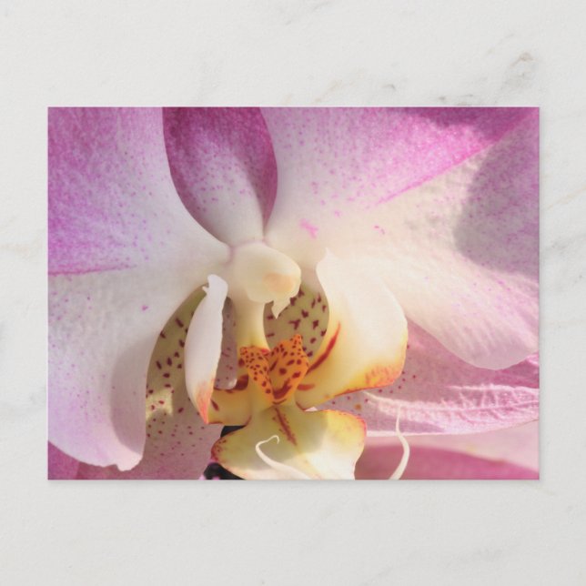 Orchid Postcard (Front)