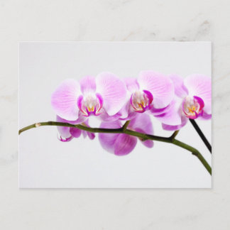 orchid postcard