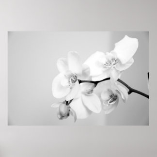 Orchid Poster