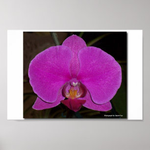 Orchid Poster