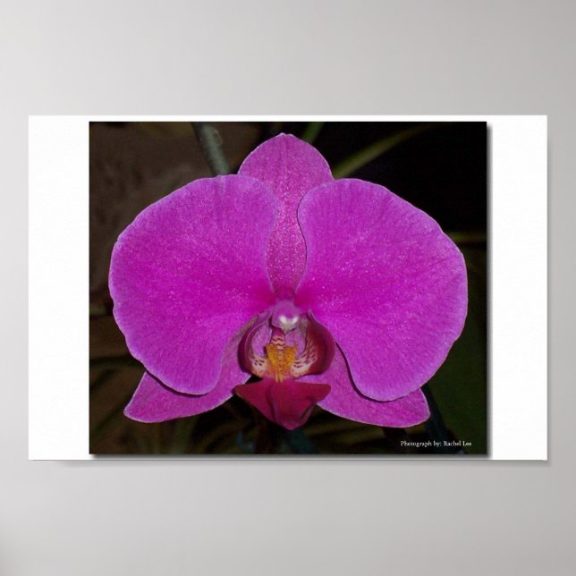 Orchid Poster (Front)