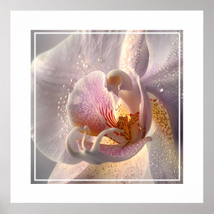 Orchid Poster
