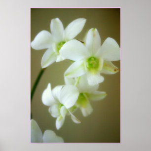 orchid poster