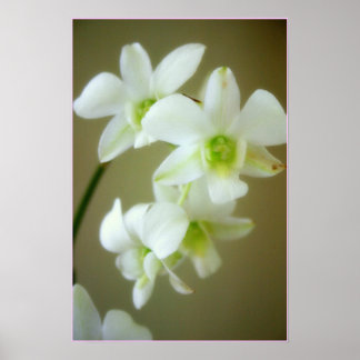 orchid poster