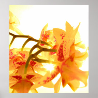 Orchid Poster