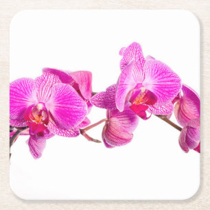 Orchid Square Paper Coaster