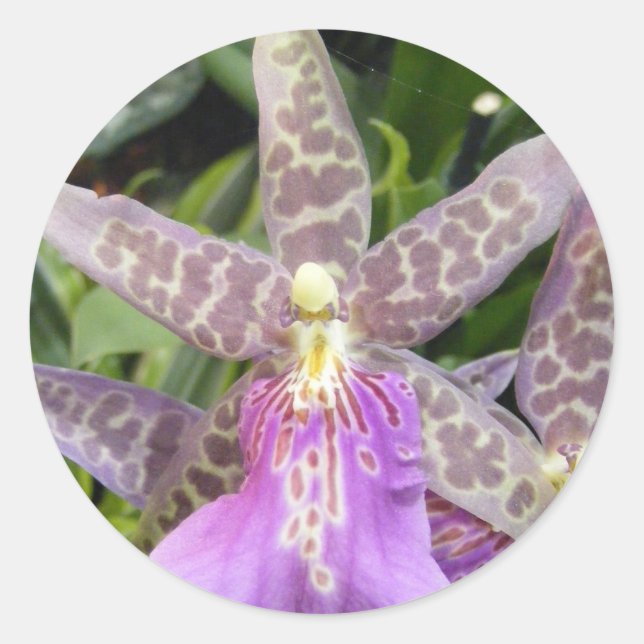 Orchid Sticker (Front)