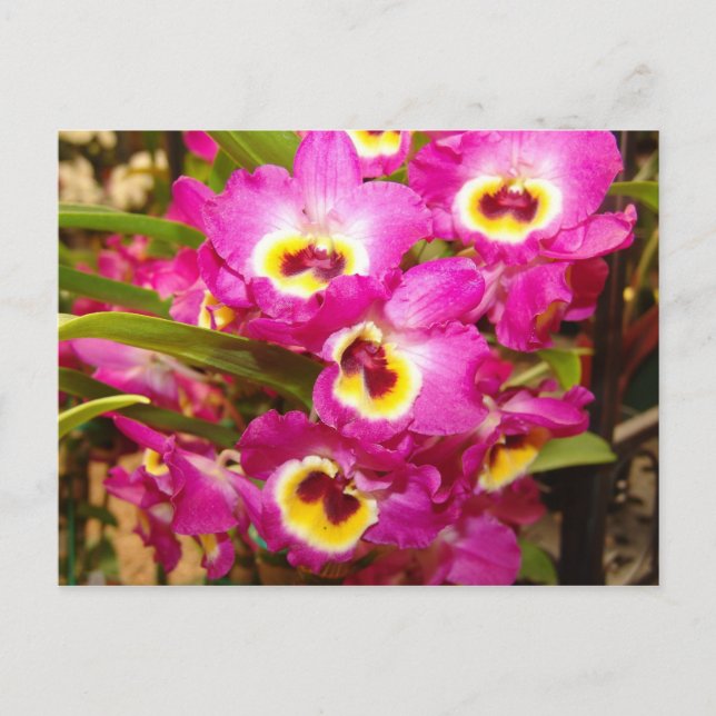 Orchid Three Postcard (Front)