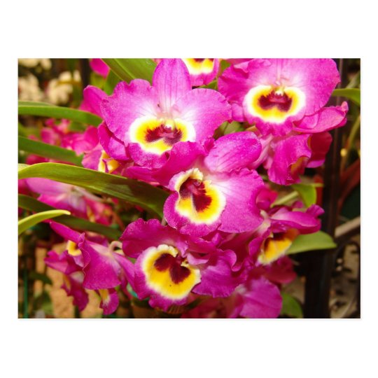 Orchid Three Postcard
