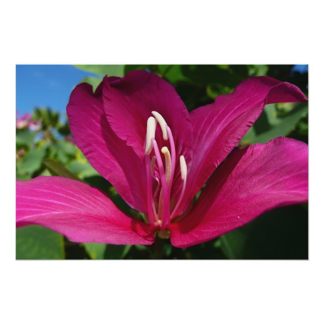 Orchid Tree Blossom Tropical Floral Poster (Front)