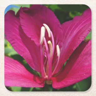Orchid Tree Blossom Tropical Floral Square Paper Coaster