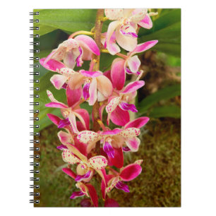 Orchid - Tropical delight Notebook