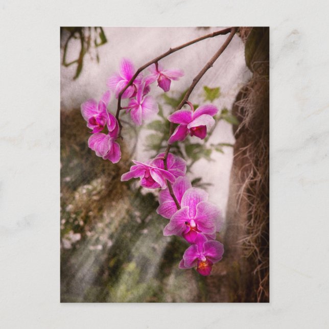 Orchid - Tropical Passion Postcard (Front)