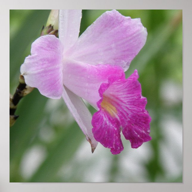 Orchid Types Poster Print (Front)