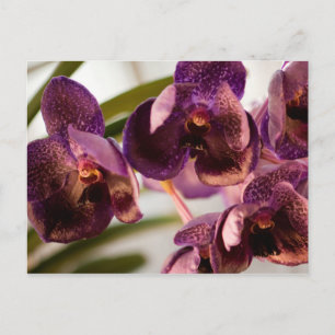 Orchid Vanda Pure's Wax Flower Group Postcard