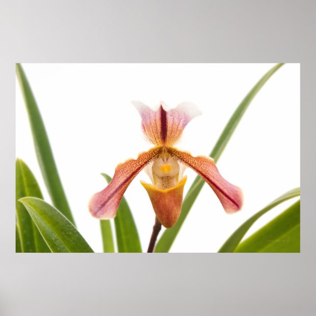 Orchid - Will the slipper fit Poster (Front)