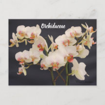 Orchidaceae, orquidea,
