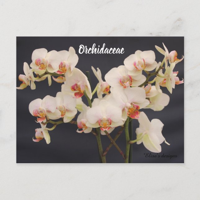 Orchidaceae, orquidea,  postcard (Front)