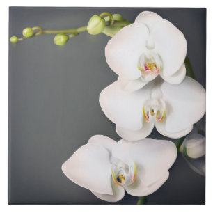Orchidaceae (white orchids tile