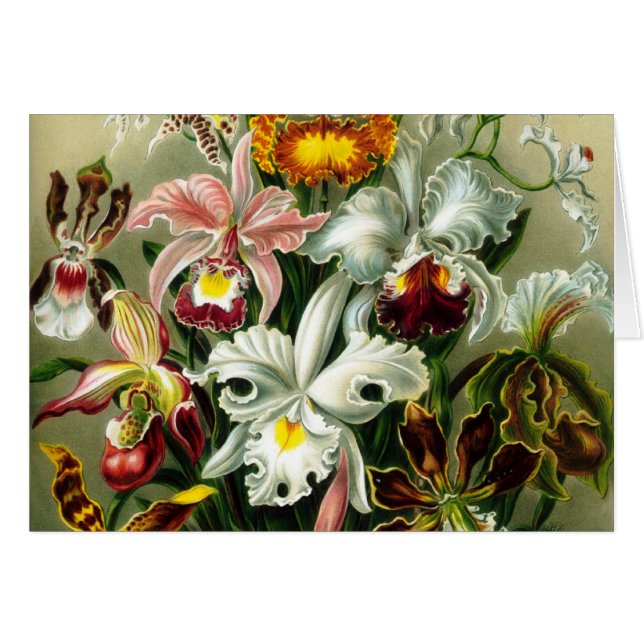 Orchidae (Front Horizontal)